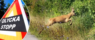 Ännu en rådjursolycka: Ha lite extra uppsikt den här helgen