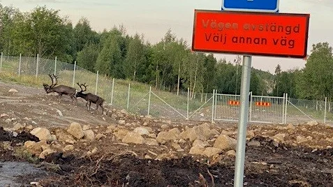 Läskunninga renar? "Österlånggatan Malmberget. I all denna sorg med vårt Malmberget blev det en minnesrik bild när två renar fick lyda skyltningen", skriver Gunilla R Landström som sänt in bilden.


