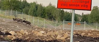Läsarbilden: Läskunniga renar?