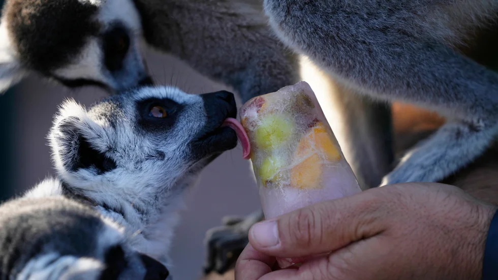 En lemur slickar på infryst frukt på djurparken Attica i Spata utanför Aten.
