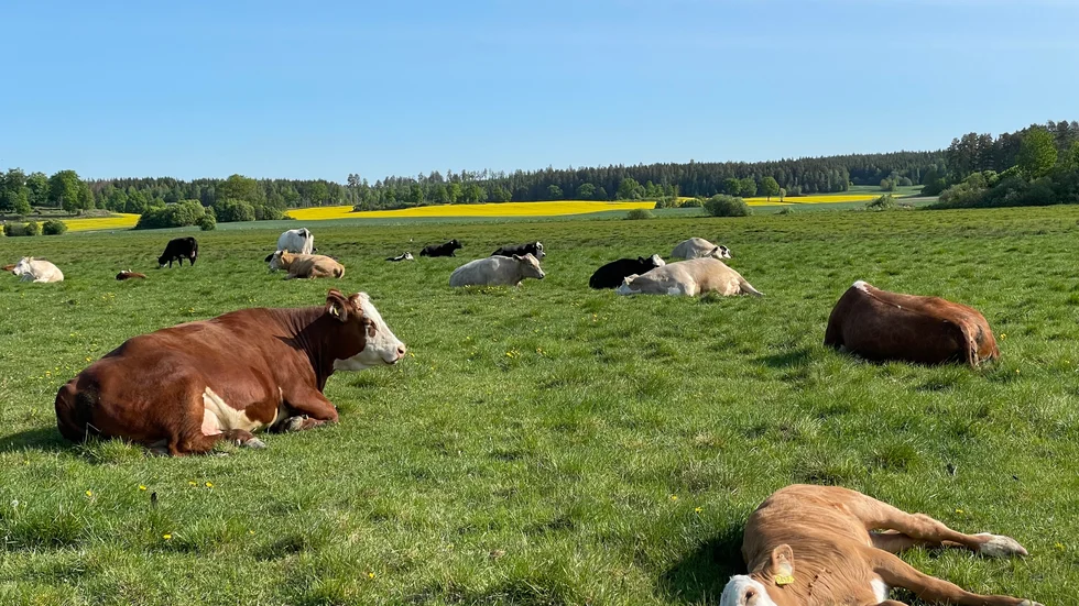 Insändarskribenten håller inte med om att svensk köttproduktion har negativ påverkan på klimatet. 
