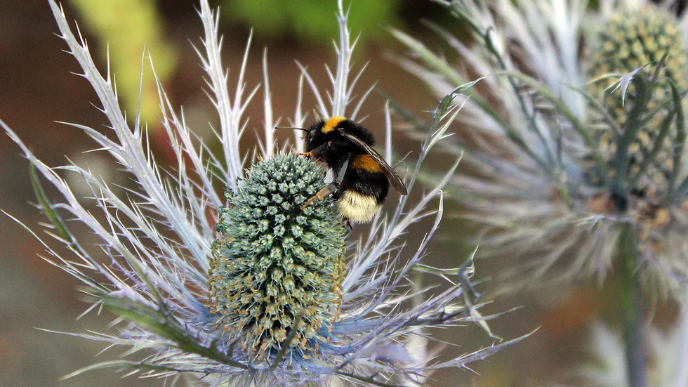 Bin, humlor och getingar samsas i blomtrafiken i Boden, skriver Anki Flygare-Nilsson. Det varnas om en minskning av livsmiljöer för pollinerare, så det är alltid kul att se dessa små arbetare må bra.
