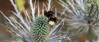 Läsarbilden: Flitiga pollinerare   