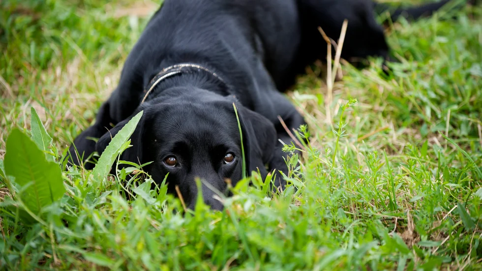 Nyårsafton - inget man ser fram emot närman har en skotträdd hund.