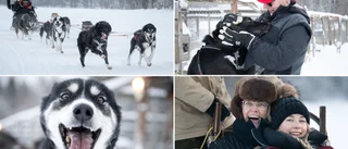 Deras slädhundar sätter Piteå på kartan