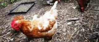 Hönsen får fira påsk i solen