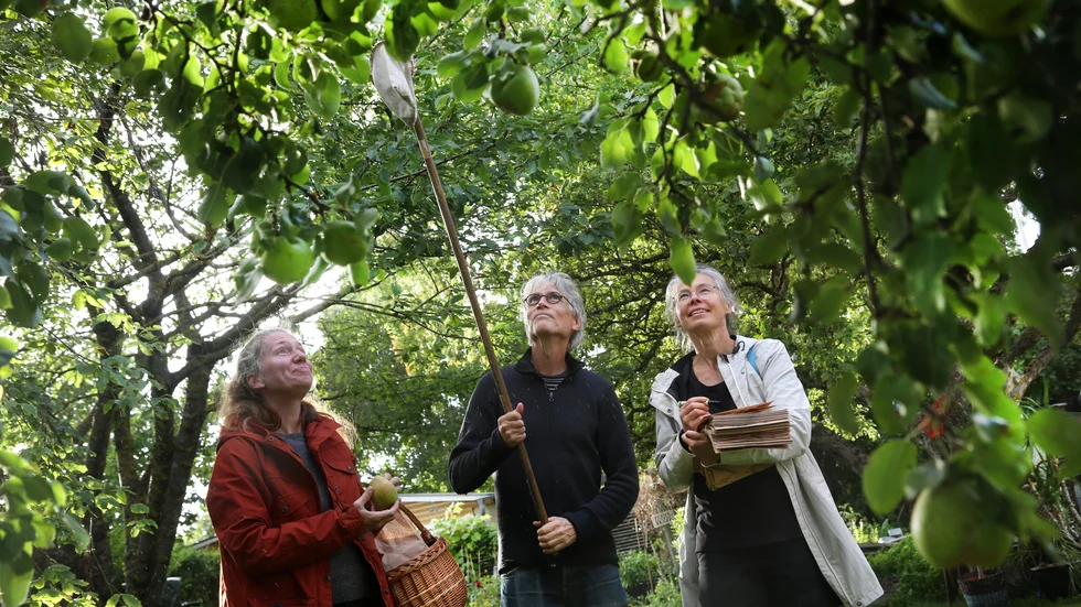 Päron kan vara av lokala sorter som få känner  till. Klara Holmqvist, Michael Andäng och Helena Ullmark från Pomologiska sällskapet samlar inför helgens utställning in en mängd olika sorter i villaträdgårdarna i Visby.