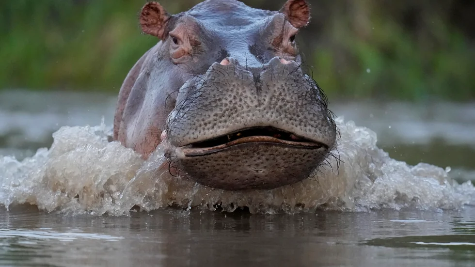 Colombia ska försöka ta kontroll över flodhästarna som är ättlingar till kokainbossen Pablo Escobars flodhästar som han hade i sin privata djurpark. Arkivbild.