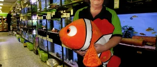 Akvarie-boom när hösten kommer