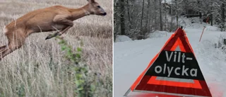 Två bilar krockade med samma rådjur