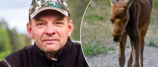 Älgkalven Yra-Anni dog i Leffes famn: "Det är tufft alltså"