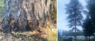 Norrman borrade hål i träd på camping • "Jag var ganska full"