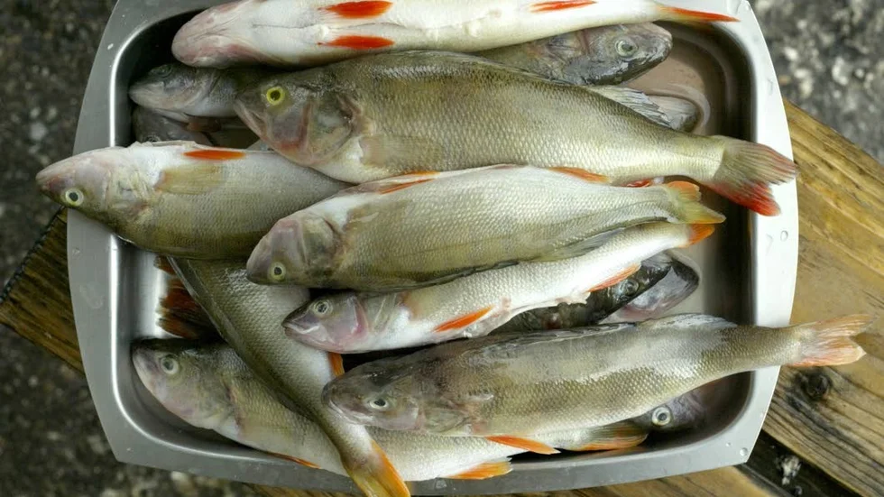 Livsmedelsverkets tidigare rekommendationer för intag av insjöfisk kan vara alldeles för hög.