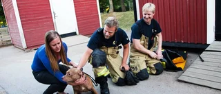 Hund fastnade under hus