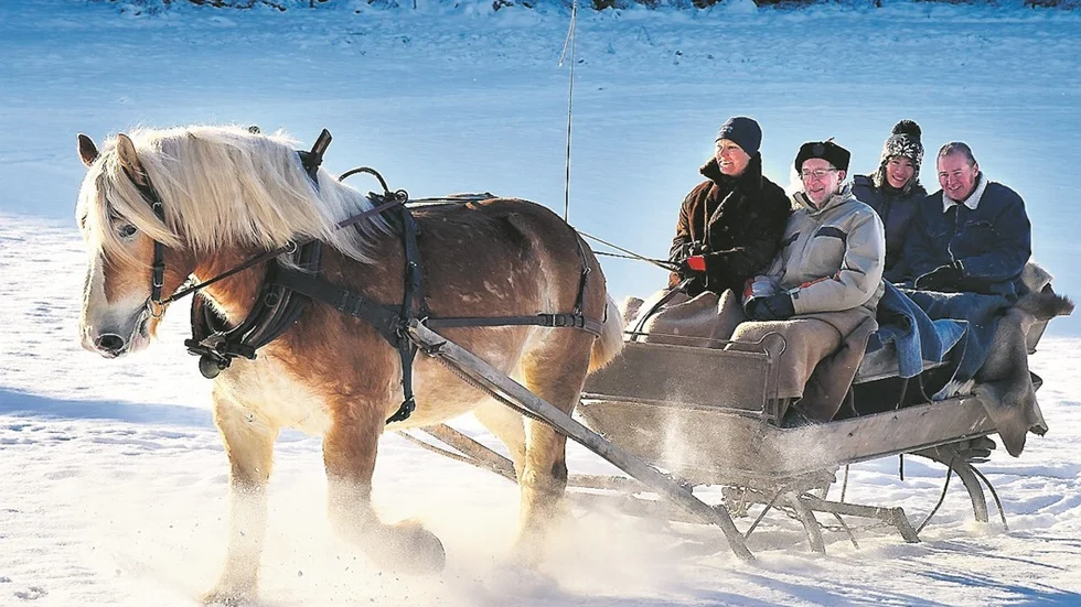 Snön yr när ardennerhästen Pontus drar släden över åkern. Foto: Elin E Elmström