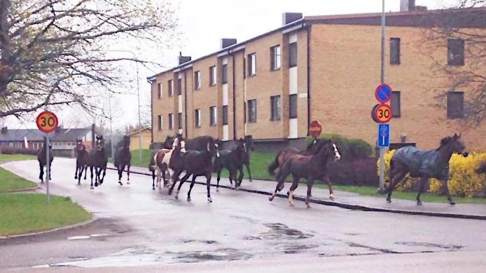 Frågan är om hästarna tog hänsyn till hastighetsbegänsningen.