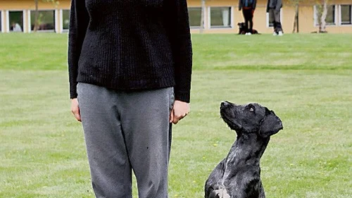 Laura Winner tävlar i lydnad med Cosmo, en portugisisk vattenhund. Kolla blicken - båda har stenkoll på varandra.