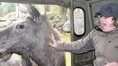 Bianka Horstmann verkar onekligen begeistrad över att få klappa en livs levande älg.