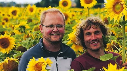 Slåttergubbens ekologiska fågelmat bland solrosorna. Foto: Claes Nilsson