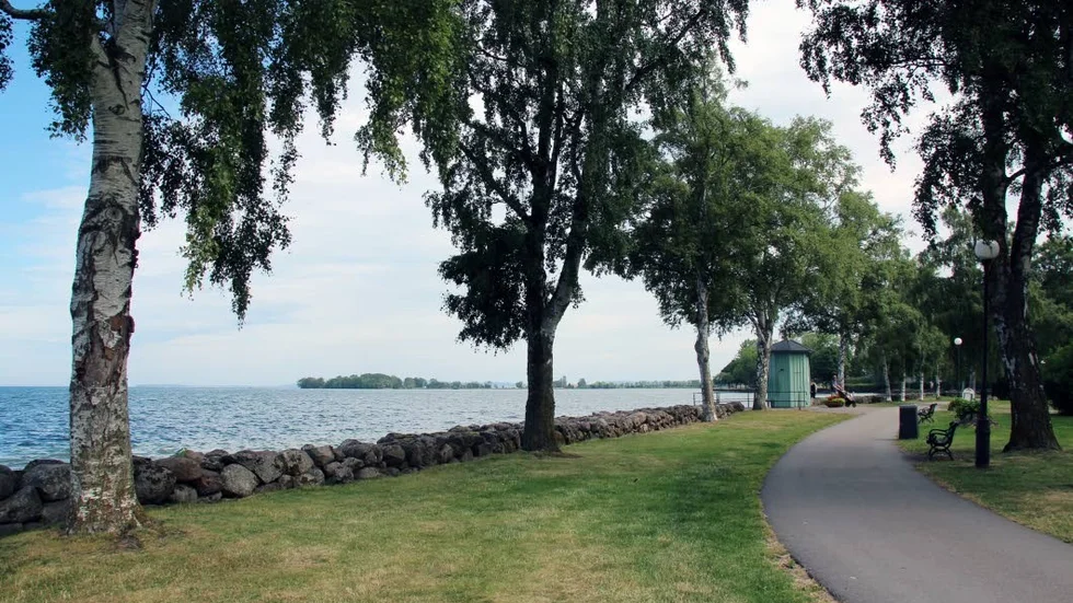 Elva björkar som är i dåligt skick kommer att avverkas längs Strandpromenaden.