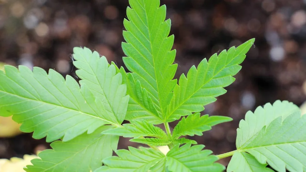 Mannen nekade och menade att han fått i sig droger av misstag. TCH är den aktiva substansen i bland annat cannabis.
