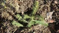 Runt 40 tall- och granplantor stulna i Motala