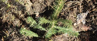 Runt 40 tall- och granplantor stulna i Motala