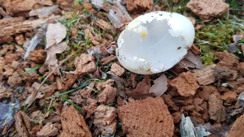 I stammen fanns ettt fågelbo.