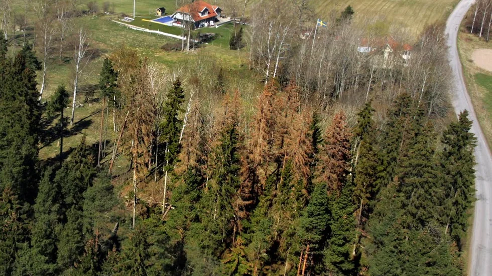 Granskog som angripits av granbarksborren