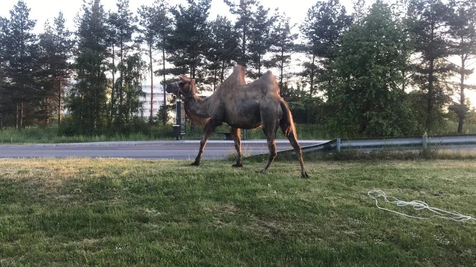 Kameler har siktats i Lambohov.