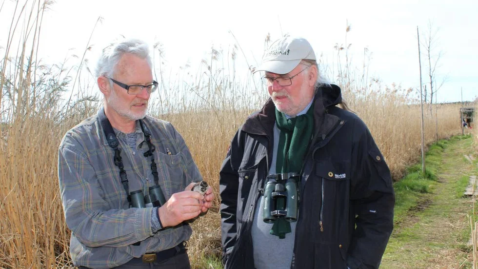 Ringmärkt. Larsgunnar Nilsson och Magnus Kasselstrand med en ringmärkt sävsparv.