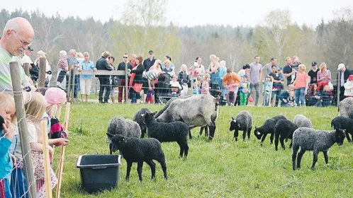 Både djur och människor var nöjda med dagen i Fallhult, där våren log med sitt allra bästa ansikte.