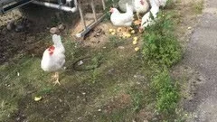 Panik. Förvirrade hönor i Norrköpings hamn.