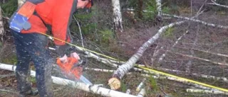 Björken var oönskad - nu mer värdefull än barr