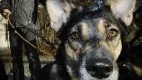 Nyårsafton och raketer bekymrar många hundägare. Hunden Troja reagerar med oro på smällarna, medan hennes valpar inte påverkas lika mycket. -Det går inte att förbereda sig . Många hundar är rädda för smällar. Det bästa man kan göra är att stanna hemma hos dem och försöka att lugna dem om de blir nervösa, säger hundägaren Wolfgang Demski.