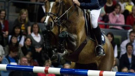 Skribenten tycker att en ridsportstadion i Västervik vore en god idé.    Foto: Scanpix