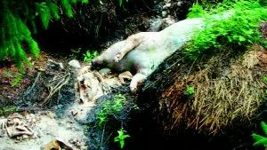 Otäck upptäckt. Svampplockare hittade en död gris i skogen. Benrester runt omkring tyder på att platsen använts tidigare som dumpningsplats för döda djur.