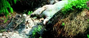 Döda grisar dumpade i skogen