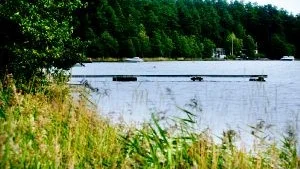 Kustnära skog. En bättre samordning och förvaltning av skogarna kring kusten är en nödvändighet. Många intressen kolliderar men nya arbetsmetoder skall kunna leda till vinster för såväl natur- och kulturmiljön så väl som för skogsbruket.Foto: ANDERS LILJEGREN