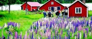 Ny skärgårdstur testas till Hasselö/Sladö