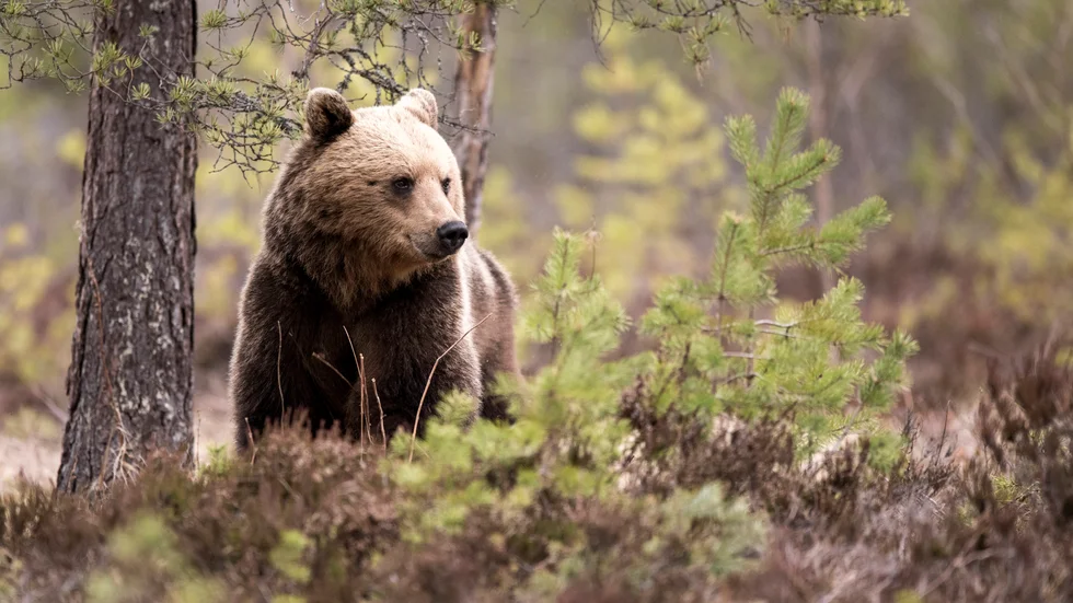 Över 100 björnar har fällts hittills i årets licensjakt, enligt Naturvårdsverkets rovdjursdatabas. Arkivbild.
