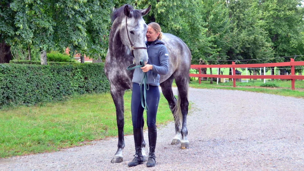 Don Pedro skadade sig i hagen ganska snart efter att Anna köpt honom. "Han skar upp ett ben och var borta i sju månader" berättar Anna.