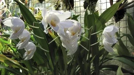 Vitblommande. Coelogyne mooreana, släkt med snödrottningen, blommar i växthusen påGöteborgs botaniska mitt i vintern.
