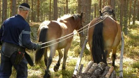 Hästarna tar sig fram överallt i skogen, menar Bo Johnsson.Foto: Anders Jacobsson