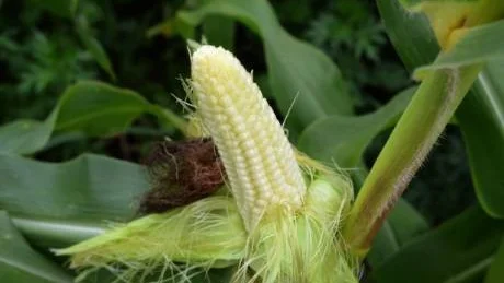Majs är en variant av gräs. Kolven är den mest stärkelserika delen, men hela plantan används till ensilage.