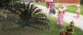 Givande dag med besök på minizoo