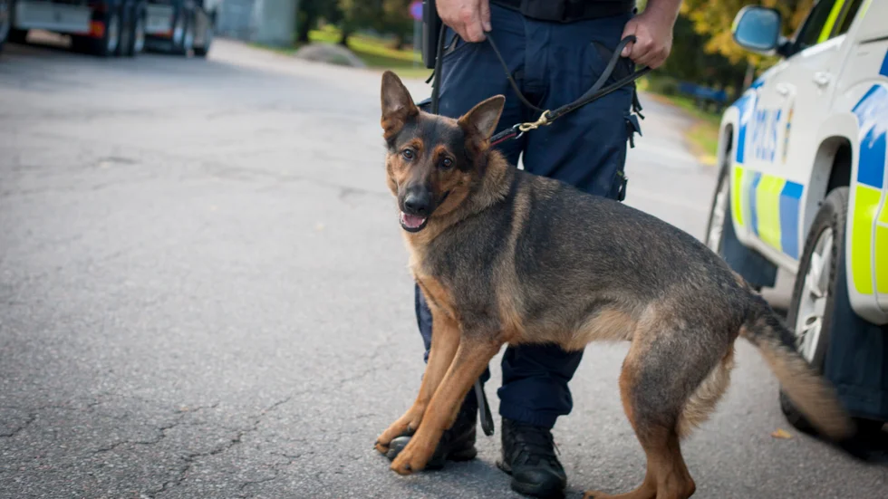"Det bästa är att man får jobba med sin bästa kompis och att få rädda liv", säger Jens Gustafsson om att jobba som hundförare inom polisen. Här med den tvååriga schäfertiken Barvatorps Vilja.