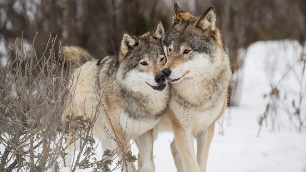 Jägare, inte minst de som jagar varg, får stå ut med mycket som andra grupper aldrig skulle behöva.