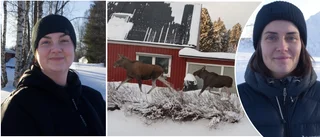 Älgarna trivs i villakvarteren – delar invånarna i två läger