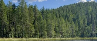 Galna idén utreds – en arktisk botanisk trädgård i skidparadiset 